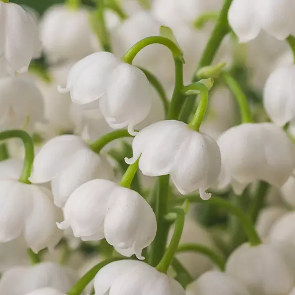 Close-up of lily of the valley flower petals to represent one of the middle notes of Juicy Boo fragrance. 
