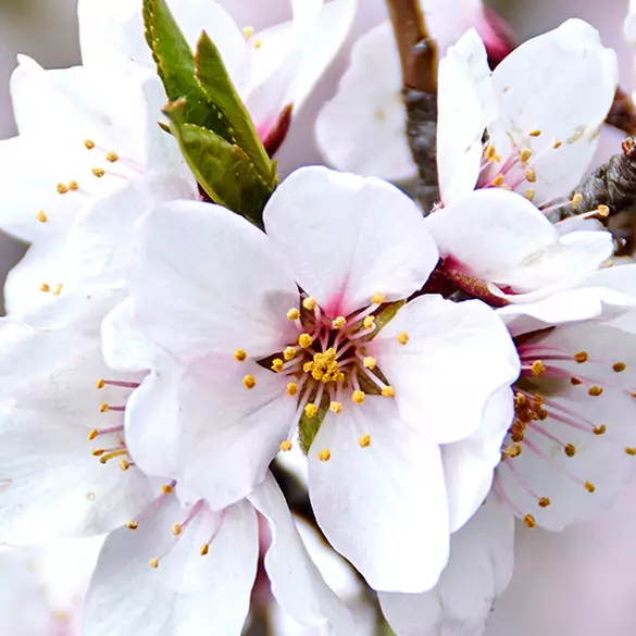 Close-up of almond blossom flower to represent one of the top notes in Caramelt Mami fragrance.