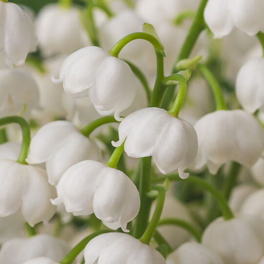 NYX Professional Makeup Juicy Boo scent middle notes are of white lilies of the valley flowers symbolizing middle notes of petit grain, lily of the valley, and fresh juniper.
