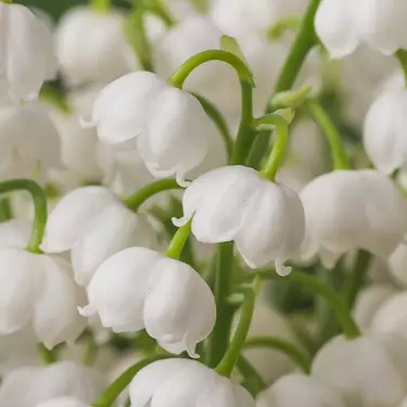 NYX Professional Makeup Juicy Boo scent middle notes are of white lilies of the valley flowers symbolizing middle notes of petit grain, lily of the valley, and fresh juniper.