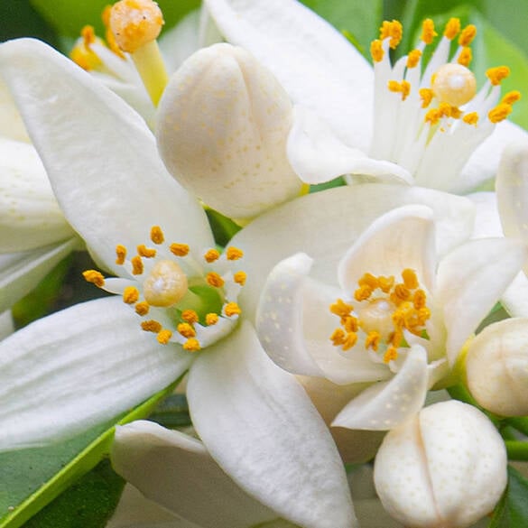 Close-up of lillies representing one of the middle notes in the Coconut Cutie fragrance.