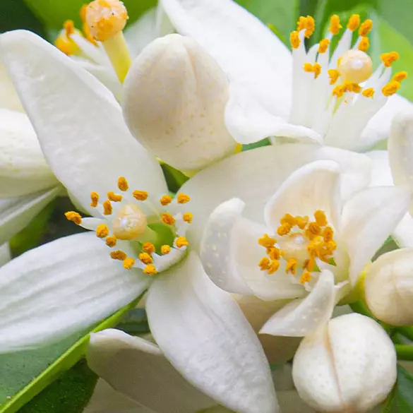 Close-up of lillies representing one of the middle notes in the Coconut Cutie fragrance.