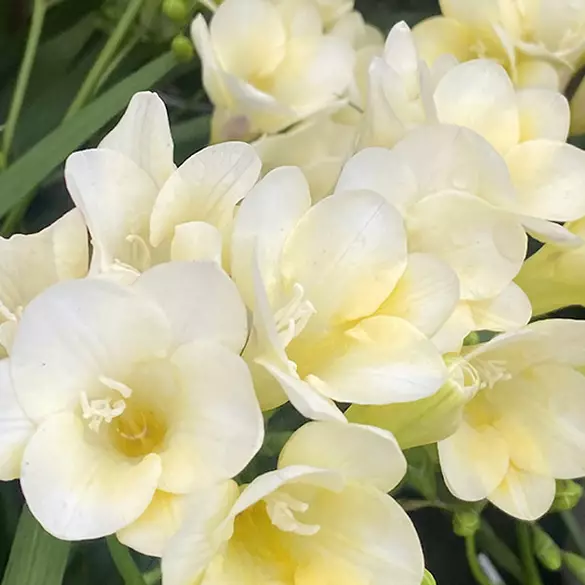 Close-up shot of freesia flowers to represent one of the middle notes in Suga Baddie fragrance.